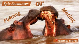 Epic Encounter Are These Hippos Fighting or Mating  Unbelievable Wildlife Moment at Maasai Mara [upl. by Ynohtona]