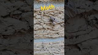 Fun Facts About A Moth moth insect insects [upl. by Sion]