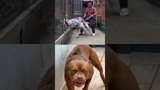 Pitbull vs dogo argentino dog pitbull dogoargentino [upl. by Shepley]