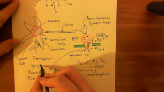 The GABAA Receptors and the Benzodiazepines Part 2 [upl. by Hajidak]