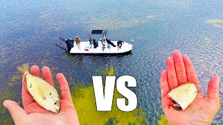 Is Cut Bait Better Than Live Bait Fishing Tampa Bay Explained [upl. by Astrahan980]