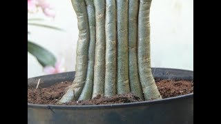 How to plant adenium twigs combined  tanam dahanranting adenium dengan cara digabungkan [upl. by Denten510]