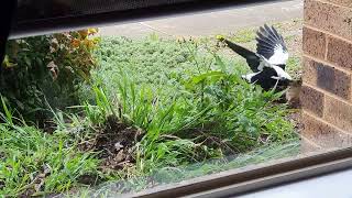 LIVE Magpie brutally attacks and kills Pigeon on the sidewalk [upl. by Schrader]