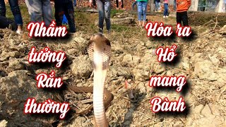 Quế Nghịch  Thu Phục Con Rắn Hổ Mang Hoang Dã Mà Cậu Bé Tưởng Lầm Là Rắn Nước Đã Cầm Về Nhà [upl. by Michaele]