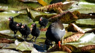 Slípka zelenonohá Common moorhen Teichralle Gallinule poule deau okoszka zwyczajna [upl. by Anuait]