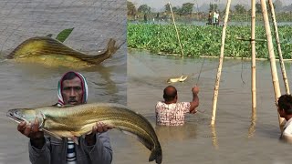 চলনবিলে বোয়াল মাছ ধরার ধুমBig Boal Fish Catching [upl. by Tterrag890]