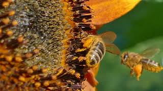 Bienen mit dicken Höschen [upl. by Ebocaj]