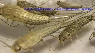 Does Filverish or Thermobia domestica Make Any Damage If Lives in Your House [upl. by Mert]