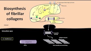 Biosynthesis of fibrillar collagens [upl. by Sualocin]