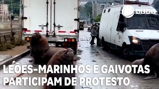 Leõesmarinhos e gaivotas quotparticipamquot de protesto no Chile [upl. by Eilahs203]