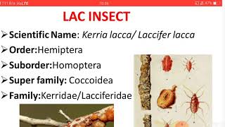 Biology of lac insects and its dustribution [upl. by Joab]