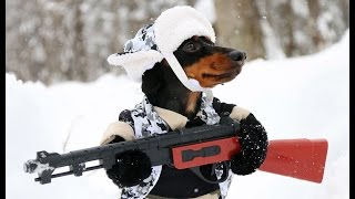 Huntin Dog Part 2  WABBIT SEASON  Crusoe Dachshund [upl. by Anyad]