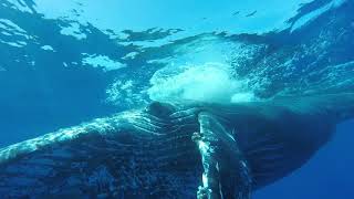 Baleines à bosse  chants  dauphins Ile de la Reunion 2017 [upl. by Hui291]