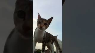 quotKitty love ❤ is the best love Watch as these precious cats cat ytshorts viralshort [upl. by Ridinger]