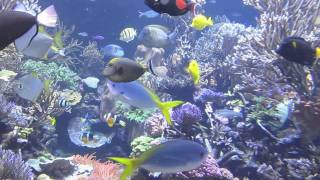 Swimming with the fishes at the Aquarium of the Pacific [upl. by Nuahsyd]