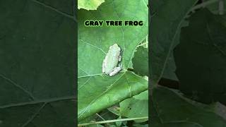 Conners 1st Gray Tree Frog shorts [upl. by Okram]