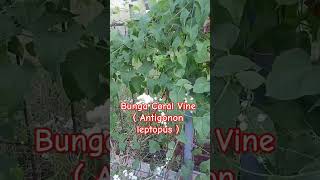 Bunga Coral Vine  Antigonon leptopus  tanaman merambat shortsvideo [upl. by Ttimme]