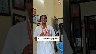 Asking questions to College Students random 👩‍⚕️ part 04  circumvallate papillae dentalstudents [upl. by Fernande]