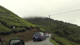 Amazing Tea Farm Cameron Highland Malaysia [upl. by Eikin]