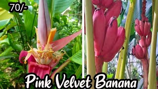 Pink velvet Banana 🤗 [upl. by Aidnama725]