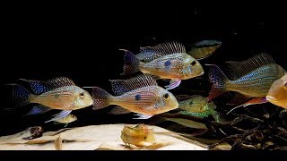 Geophagus Altifrons Geophagus Sveni Festivus Red Tapajos [upl. by Harhay]