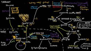 BIOCHEM 49  Mevalonic Acid Pathway Fates of HMG COA Part 1 [upl. by Marti]