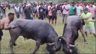 Bullfights Goa  Traditional Dhirio Sport  Goan Dhirio Sport [upl. by Gerk]