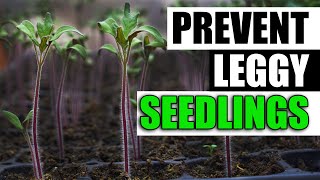 3 Ways To Prevent Leggy Seedlings  Garden Quickie Episode 124 [upl. by Wilkie]