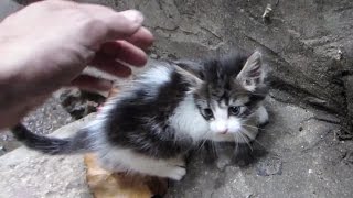 FAVELA KITTEN ADOPTION [upl. by Letti]