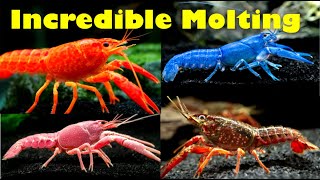 Amazing Crayfish Molting Caught On Camera [upl. by Ahsenhoj]