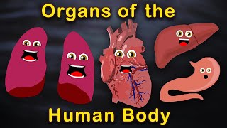 Organs of the Human Body Songs  Anatomy Education Songs [upl. by Kramal]