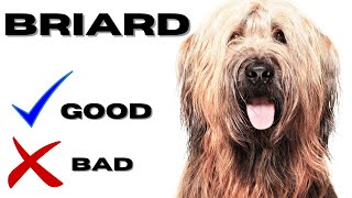 Briard Top 10 Facts  Pros and Cons you must know [upl. by Ryan5]