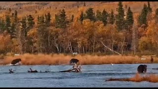 Katmai River Watch Cam Bear 856 chased bear 602 at the lower river 10 062024 [upl. by Alida606]