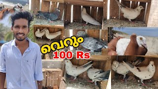 🕊️100 Rs പറവ കുഞ്ഞുങ്ങൾ വില്പനയ്ക്ക് 🤩 Cheapest Parava Sale [upl. by Naashar]