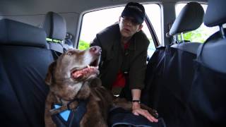 You Auto Know A Test of Outward Hounds Products for Dogs in Your Car [upl. by Nirmak]