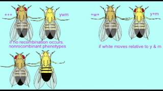 GENETICS 2 MAPPING GENES IN DROSOPHILA 2 [upl. by Martinson499]