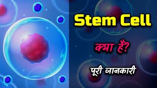 Stem Cells  Types  Unipotent  Multipotent  Pluripotent  Totipotent  in Hindi [upl. by Flaherty383]