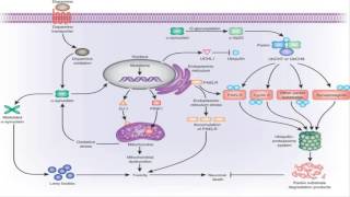 Gaucher Disease [upl. by Nikoletta611]