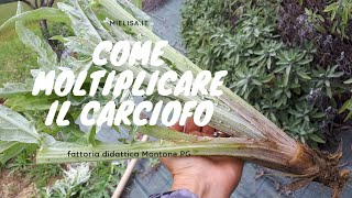 Scarducciatura moltiplicazione e coltivazione dei carciofi  Mielisa [upl. by Ecirtra]