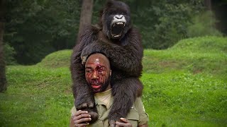 When Gorillas Are Merciless To Humans [upl. by Daggett]