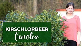 Kirschlorbeer Genolia Sichtschutzhecke Genolia Hecke Standort Pflanzung Erfahrung [upl. by Nonnerb]