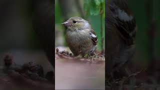 Juvenile Chaffinch shorts [upl. by Pages]