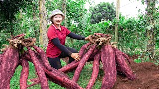 Super large cassava harvest How to make cassava starch at home Lucia daily life [upl. by Aisya]