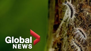 Gypsy moth caterpillars ravaging trees in Ontario could cause record damage [upl. by Whit]