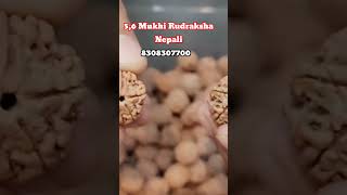 5 to 6 mukhi rudraksha short viral feed trend mukhi shortvideo rudraksha shortfeed shiv [upl. by Jer]