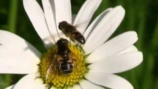 ERISTALE GluantParade Nuptiale Eristalis tenax  BRUITX [upl. by Harriet]