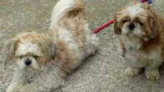 Shihtzu brothers（仲良しシーズー犬） [upl. by Ever]