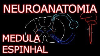 Aula Neuroanatomia  Medula Espinhal  Neuroanatomia Humana 3 [upl. by Lovel]