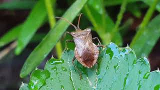 Die Lederwanze Coreus marginatus CoreusMarginatus LoveNature Wanze [upl. by Hanima]