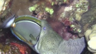 Giant moray kills a surgeonfish [upl. by Dirgis108]